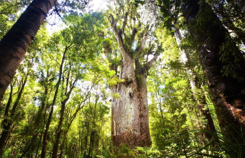 Take a Night Tour to the stunning Waipoua Forest